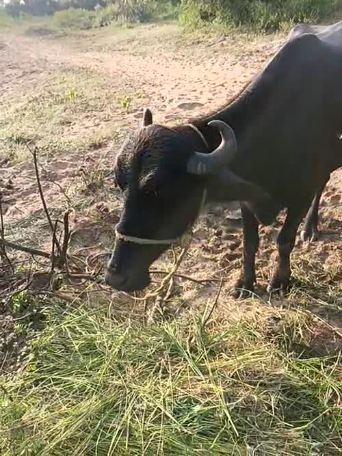Deshi Heifer Buffalo O0774 in MADHYA PRADESH