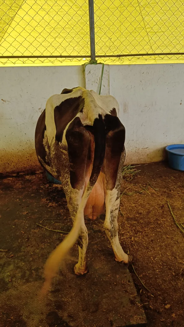 HF Cow in  MADHYA PRADESH