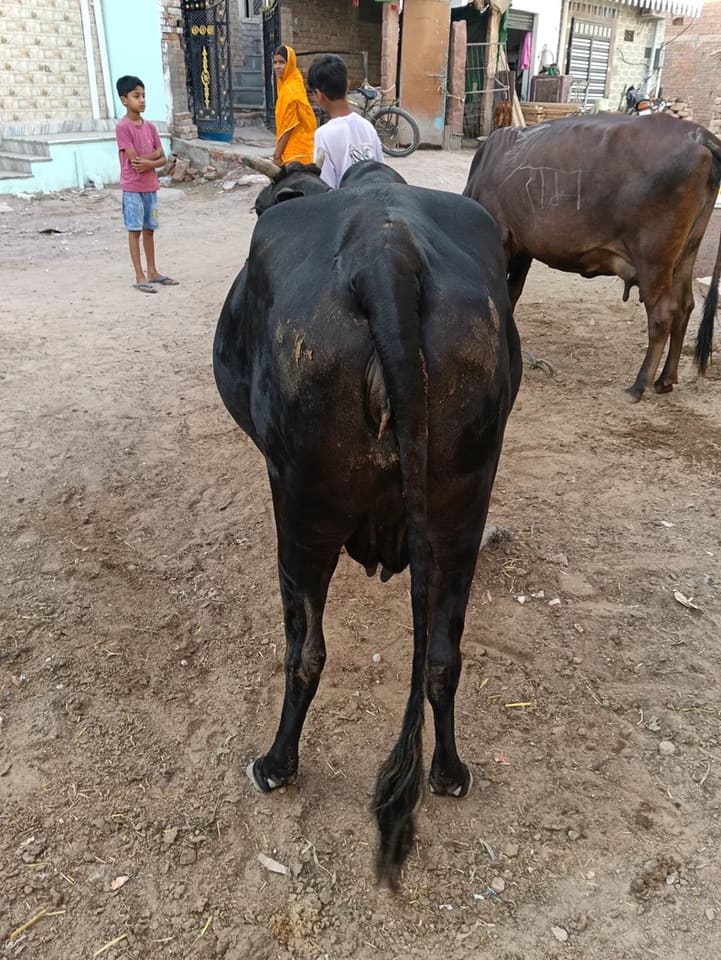 Jersey Cow in  RAJASTHAN