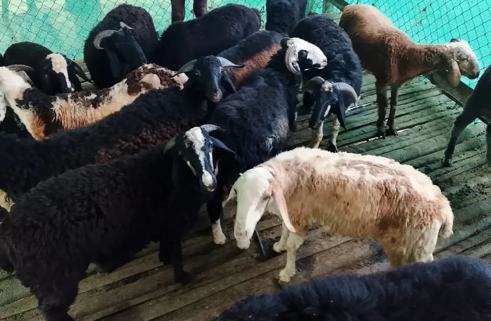 Bannur Sheep B0272 in KARNATAKA