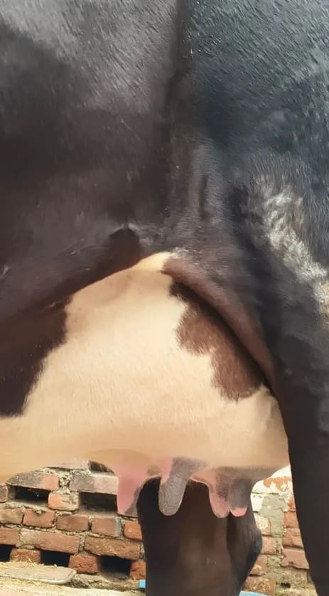 Jersey Cow J1599 in  BIHAR