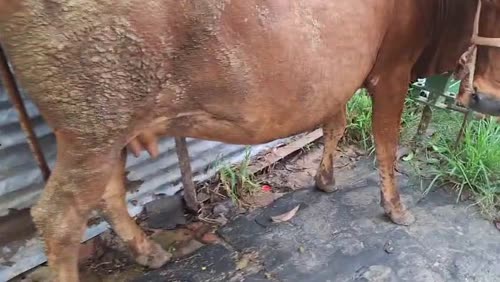 Sahiwal Cow S1846 in  UTTAR PRADESH