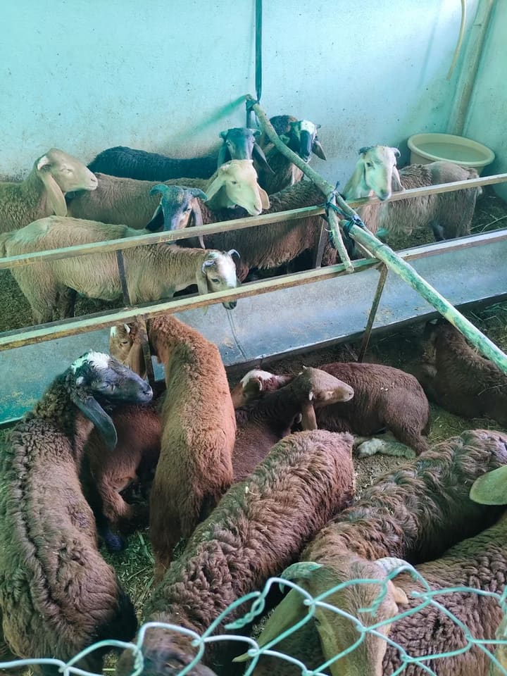 Sindhanoor Sheep in  KARNATAKA