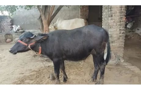 Haryana Bhansa O0965 in  HARYANA