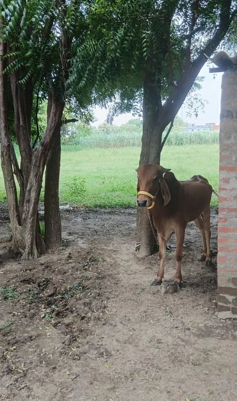 Gir Cow G2104 in  UTTAR PRADESH