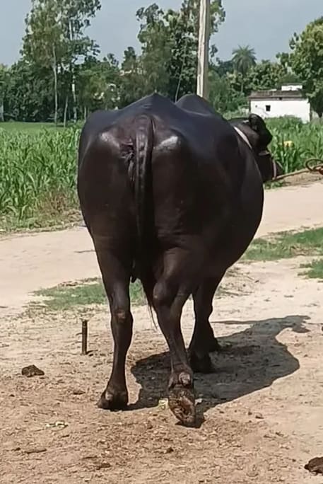 Murrah Buffalo in  UTTAR PRADESH