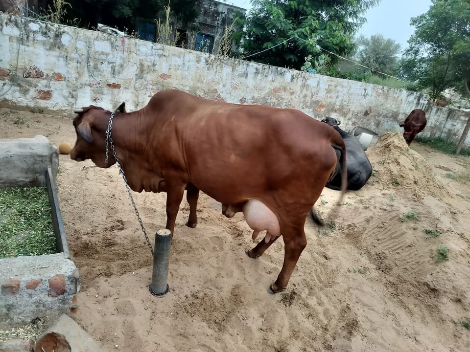 Sahiwal Cow in  RAJASTHAN