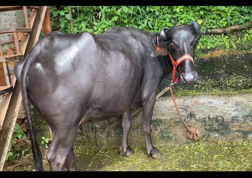 Murrah Buffalo in  HIMACHAL PRADESH