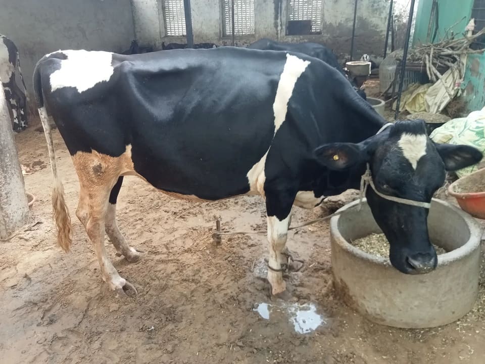 HF Cow in  RAJASTHAN