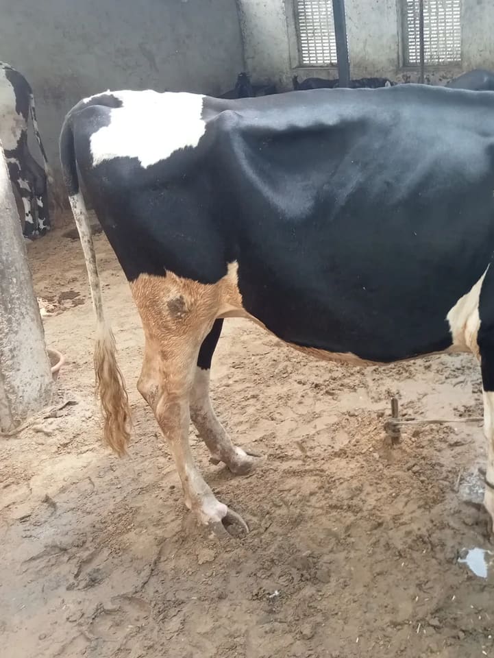 HF Cow in  RAJASTHAN
