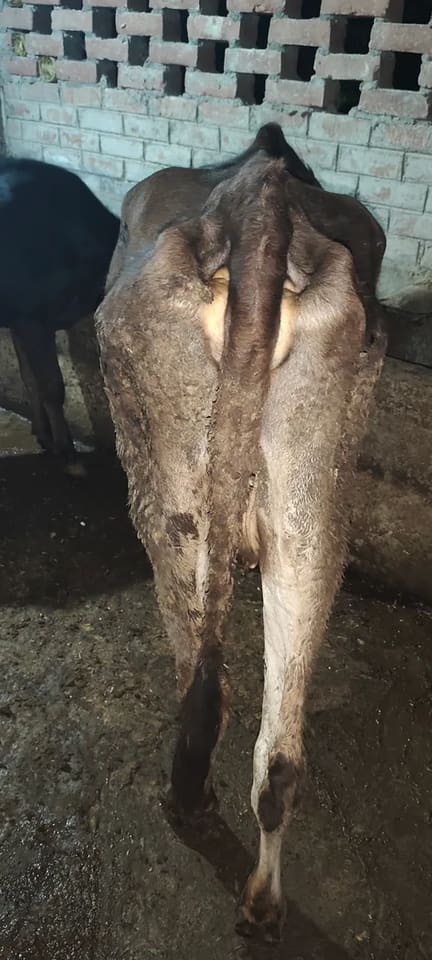 Jersey Cow in  BIHAR