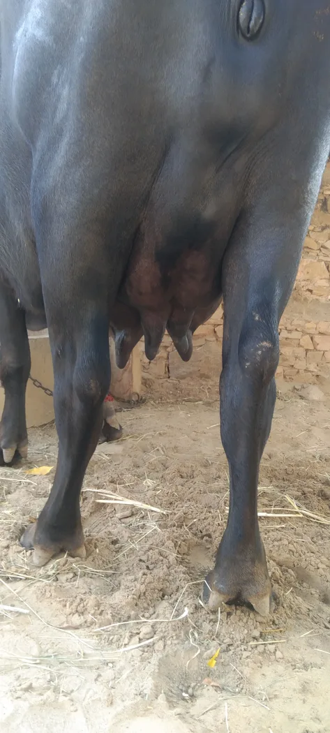 Murrah Buffalo in  RAJASTHAN