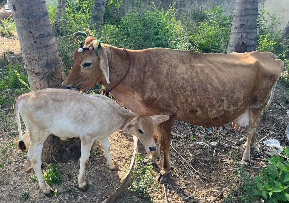 Jersey Cow J1557 in  TAMIL NADU