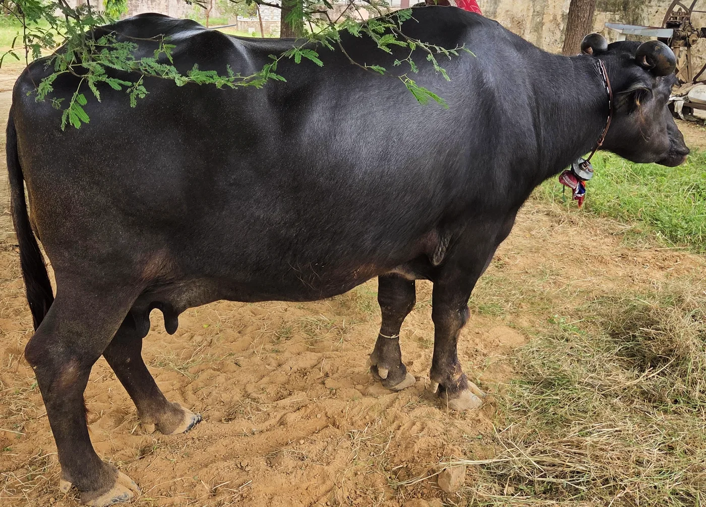 Murrah Buffalo M4900 in  RAJASTHAN
