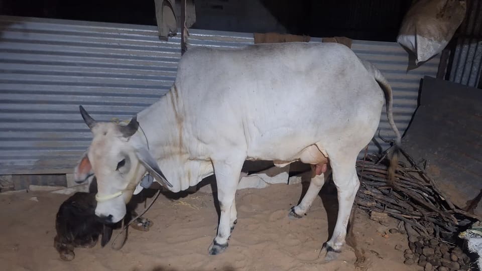 Desi Cow O0533 in  RAJASTHAN