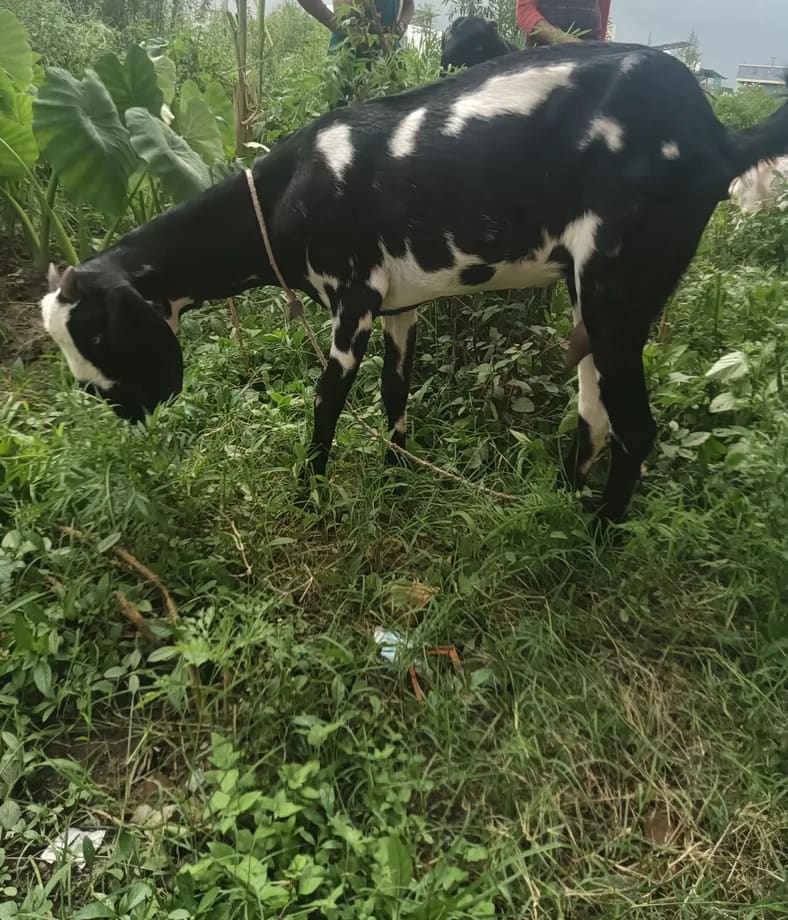 देसी बकरी Goat O0223 in  UTTARAKHAND