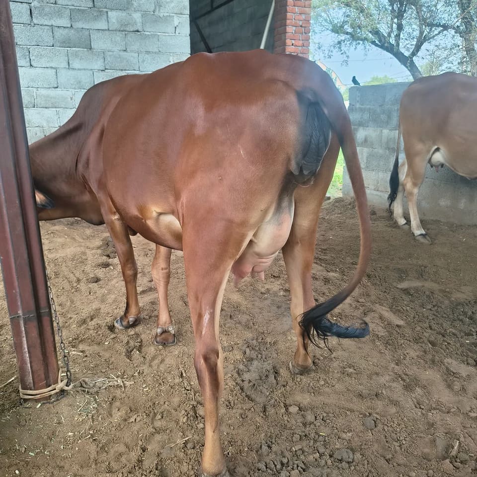 Gir Cow in  RAJASTHAN
