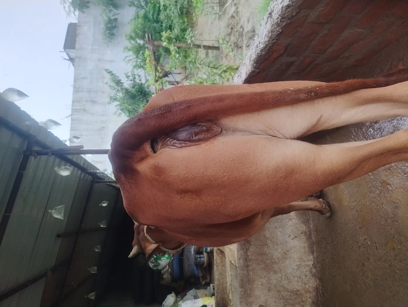 Sahiwal Cow in  MADHYA PRADESH