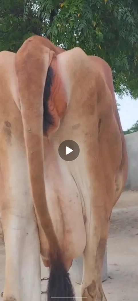 Jersey Cow in  RAJASTHAN