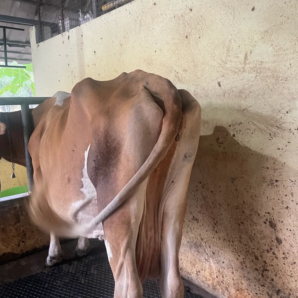 Jersey Cow in  KERALA