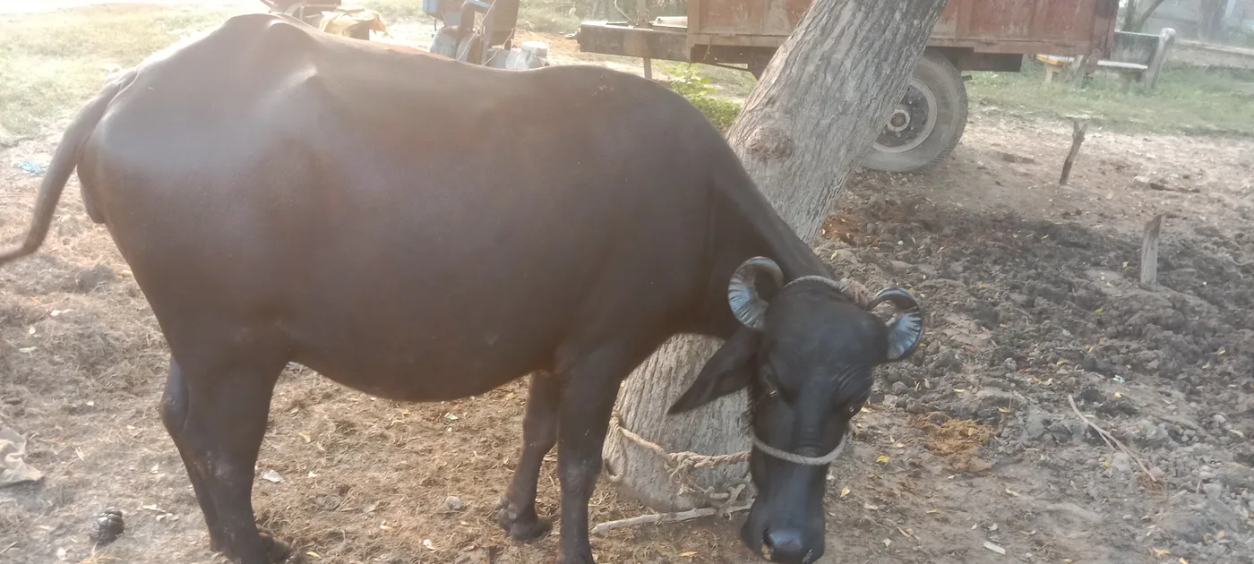 Murrah Buffalo M5417 in   UTTAR PRADESH