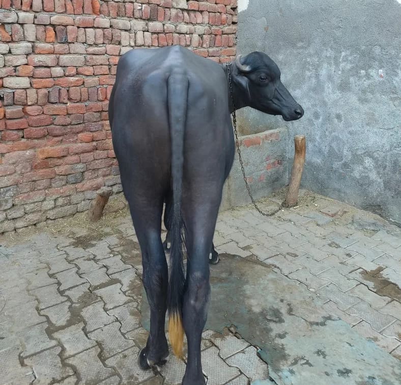 Murrah Buffalo in  HARYANA