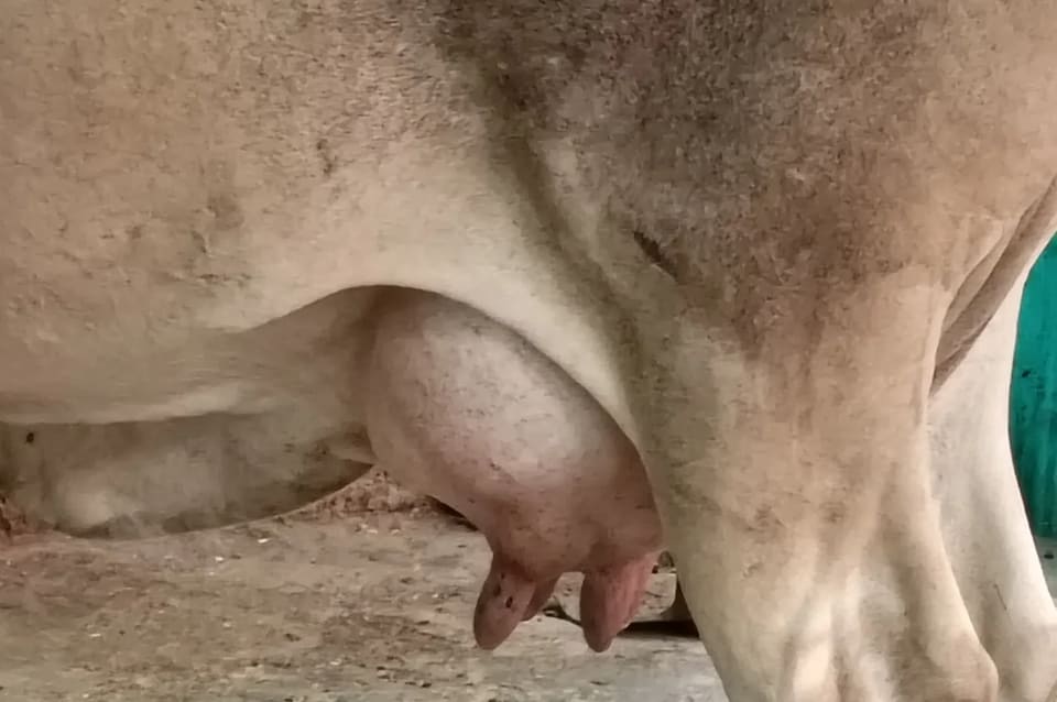 Tharparkar Cow in  MADHYA PRADESH