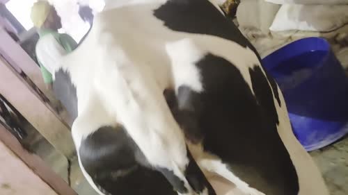 HF Cow H3405 in  BIHAR