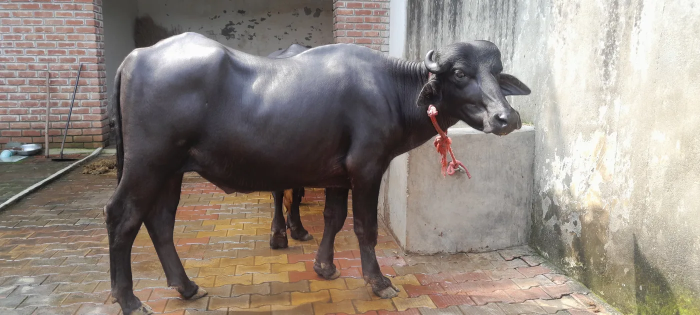 Murrah Buffalo M5301 in  UTTAR PRADESH