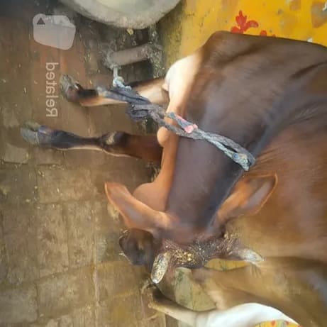 HF Cow in UTTAR PRADESH