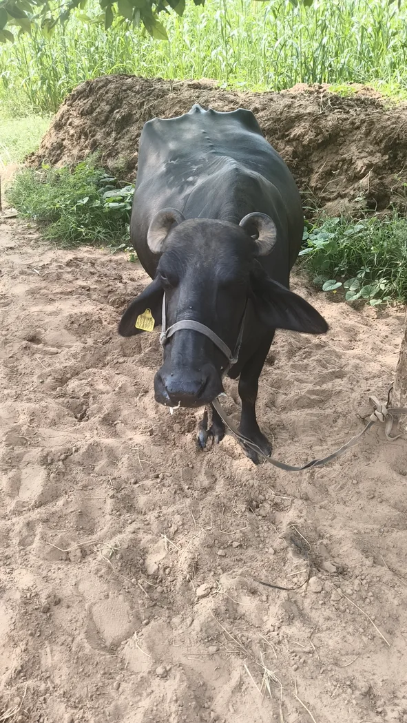 Murrah Buffalo in  RAJASTHAN