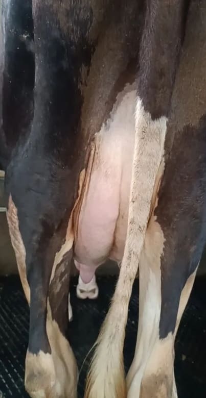 HF Cow in  JHARKHAND