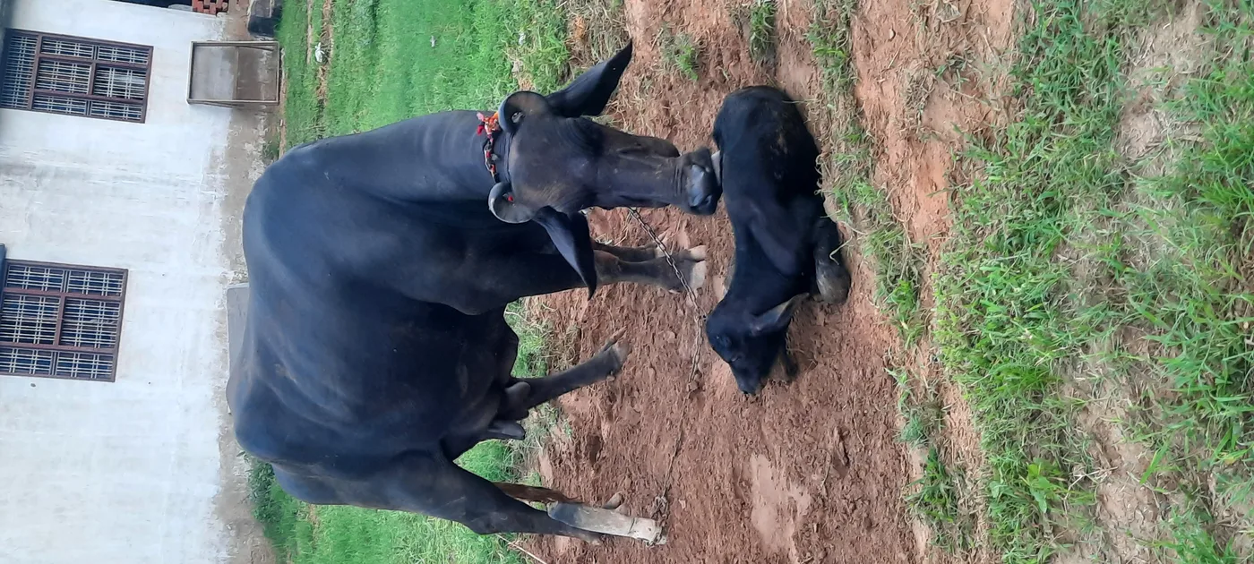 Murrah type Buffalo O0529 in  HARYANA