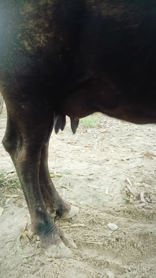 Surti Buffalo in  UTTAR PRADESH