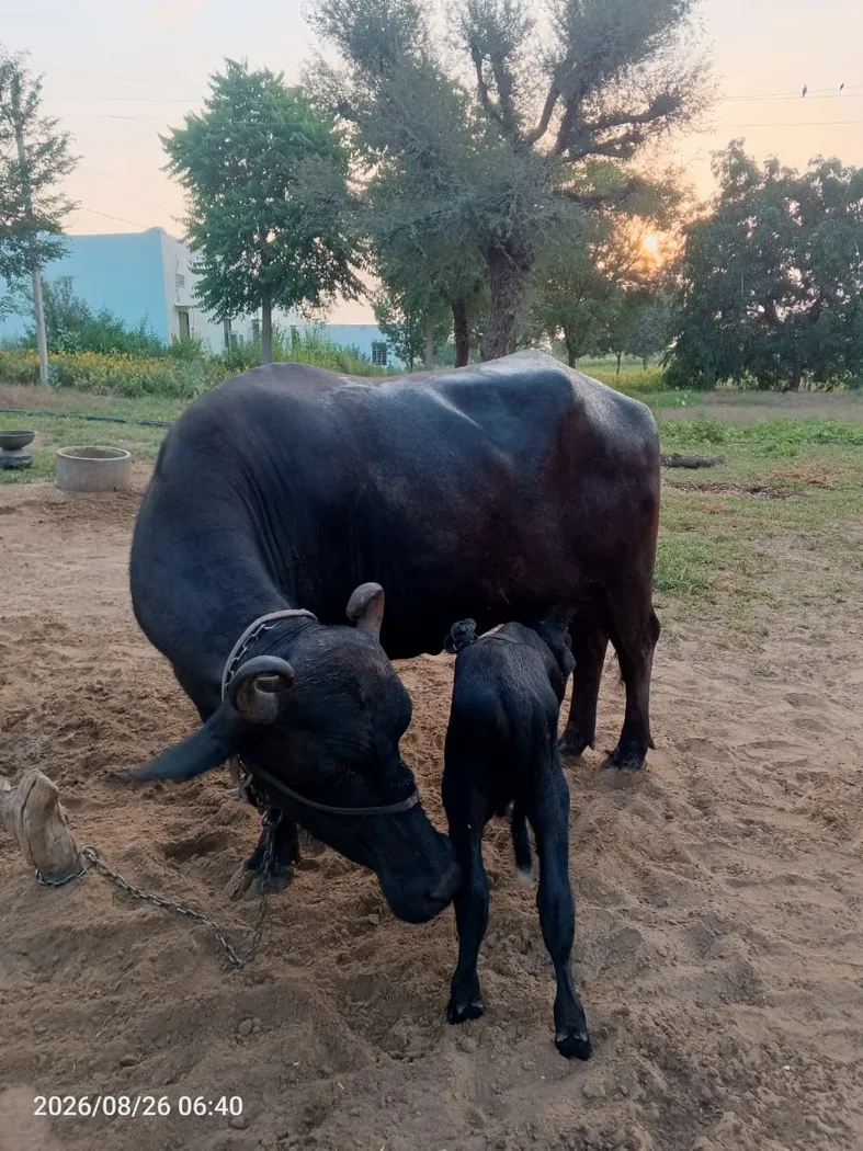 Murrah Buffalo in  RAJASTHAN