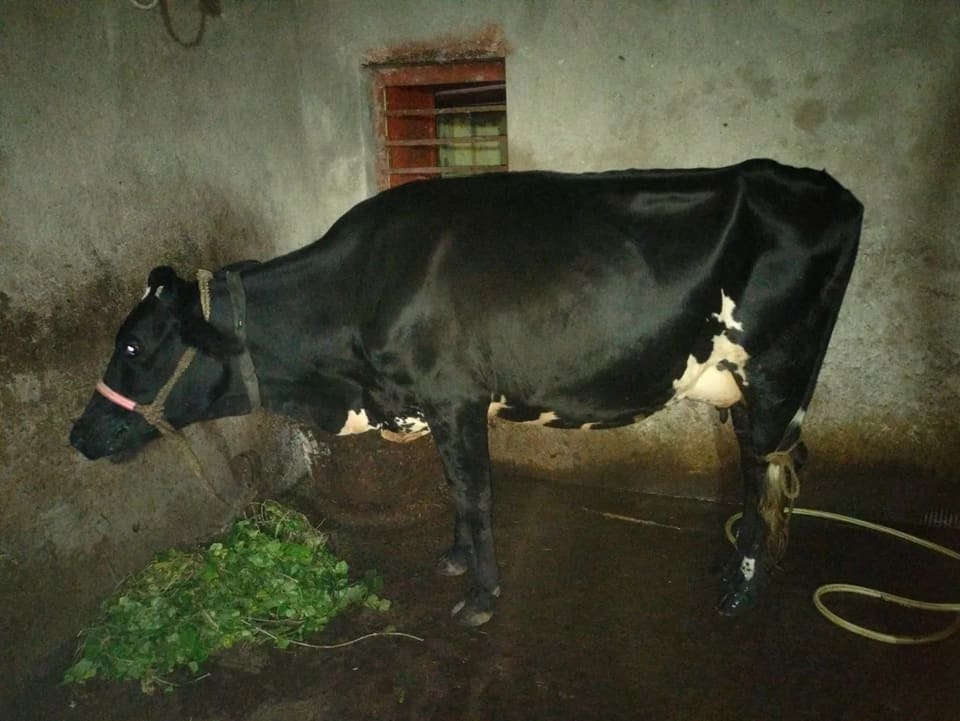 HF Heifer Cow H3103 in  JHARKHAND