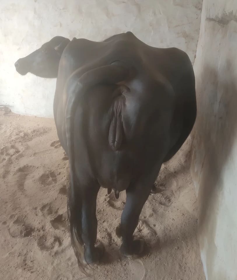 Others Buffalo in  HARYANA
