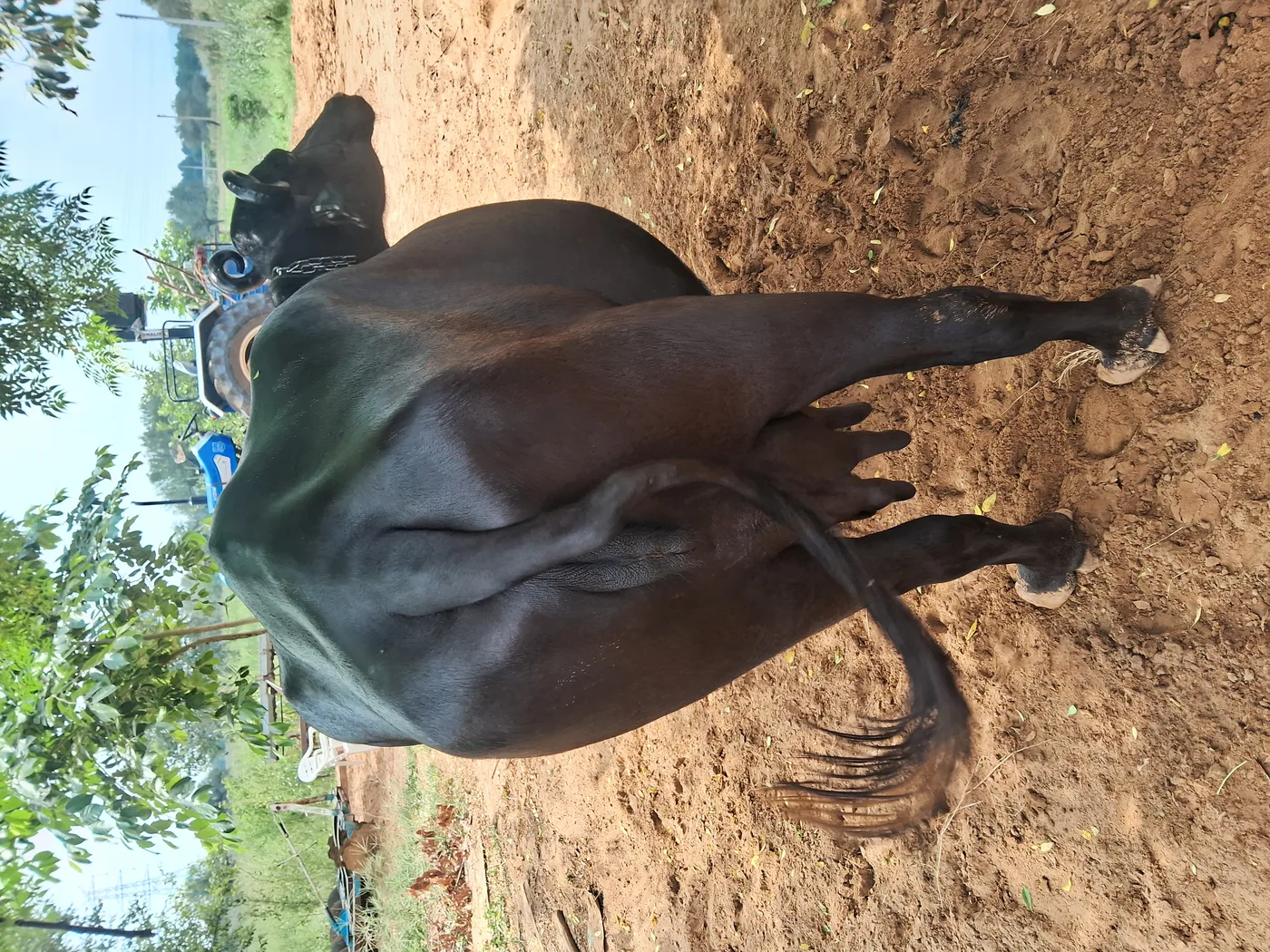 Murrah Buffalo in  HARYANA
