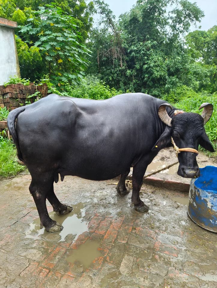 Murrah Buffalo in  UTTAR PRADESH