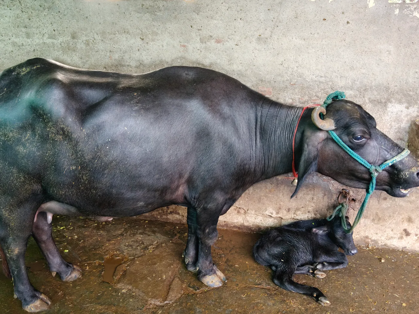 Murrah Buffalo O0654 in  PUNJAB