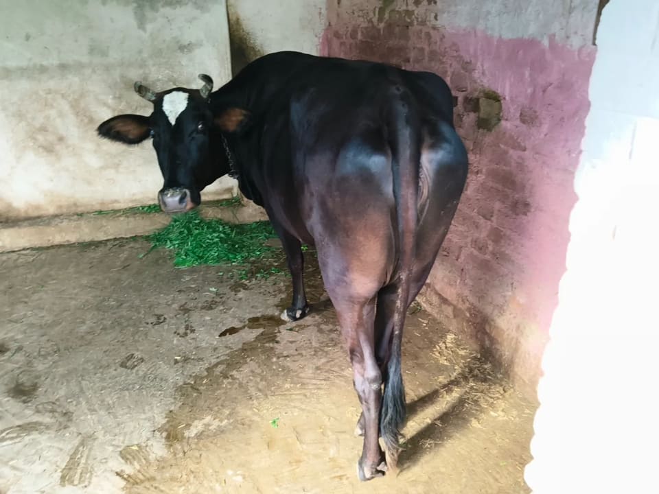 Kapila Cow in  MADHYA PRADESH