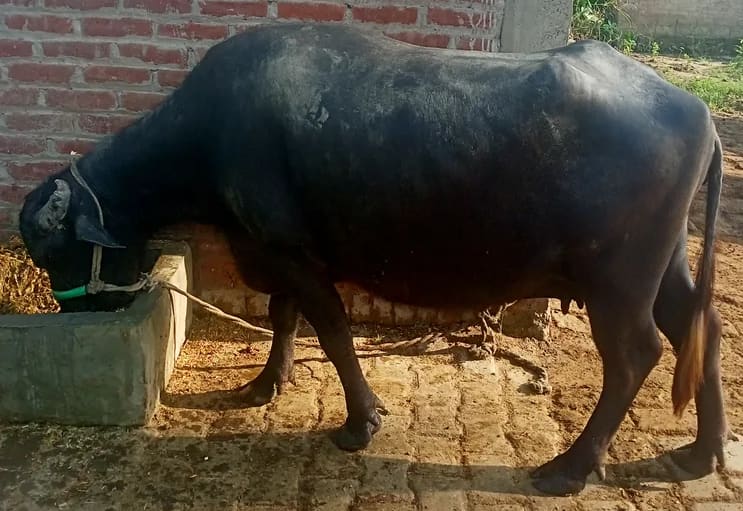 मुर्रा Buffalo O0779 in  UTTAR PRADESH