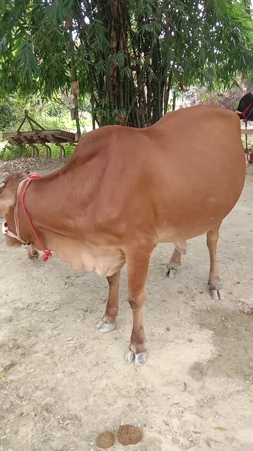 Gir Heifer Cow G2158 in UTTAR PRADESH