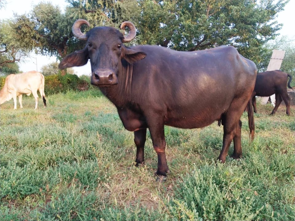 Others Buffalo in  RAJASTHAN