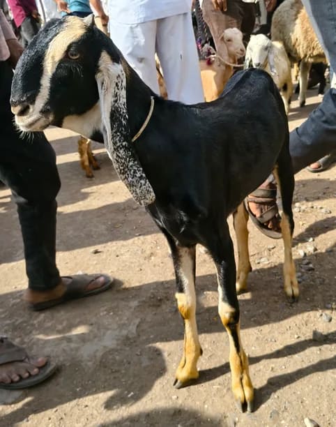 Sirohi Goat S0564 in  MAHARASHTRA