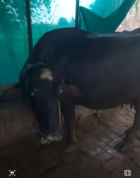 Jafarabadi Buffalo in  PUNJAB
