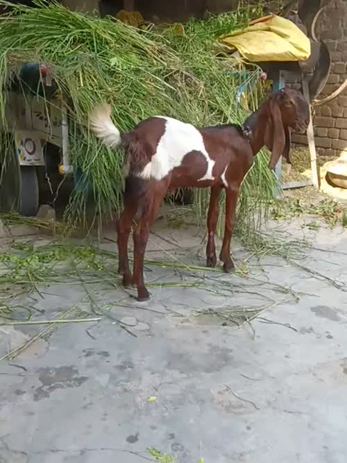 Beetal Goat B0506 in  HARYANA