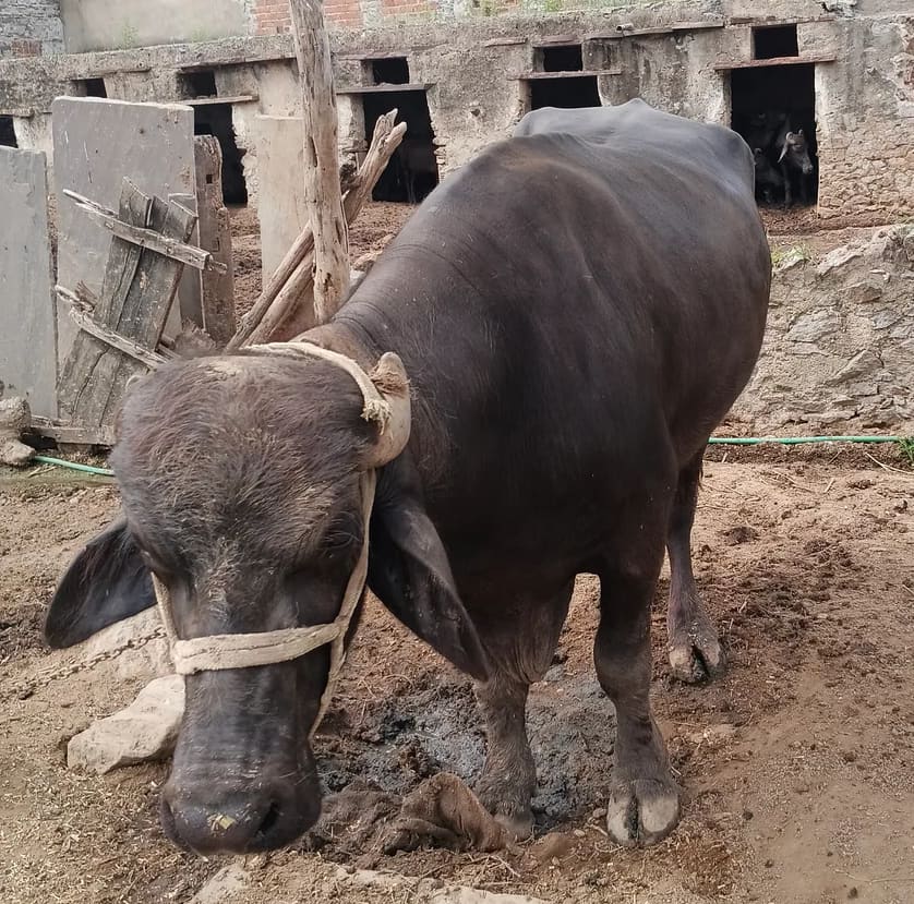 Murrah Buffalo in  RAJASTHAN