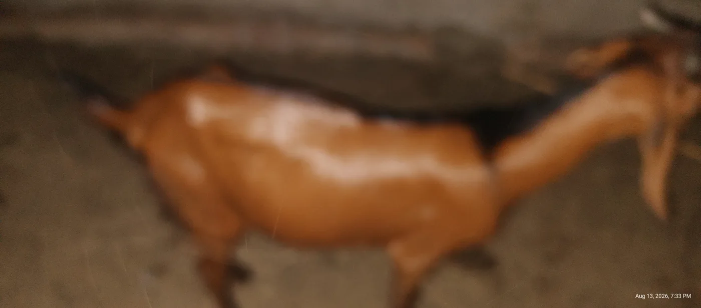 देशी Goat O0236 in  MAHARASHTRA