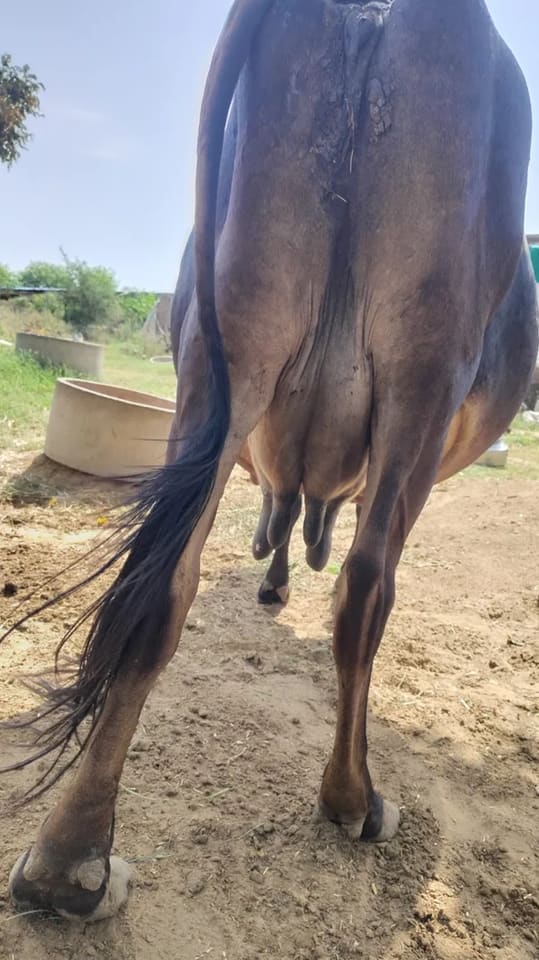 Sahiwal Cow in RAJASTHAN